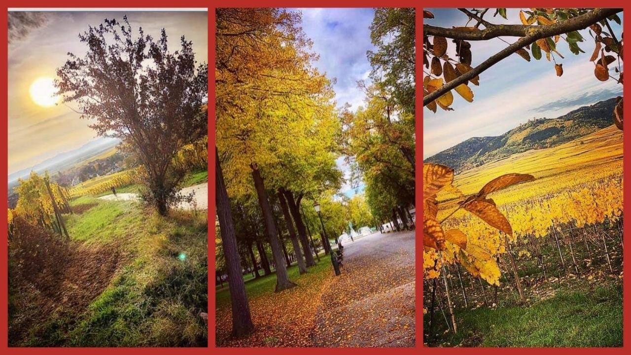 N¨°1 Schongauer Gite De Charme Centre Touristique 科尔马 外观 照片